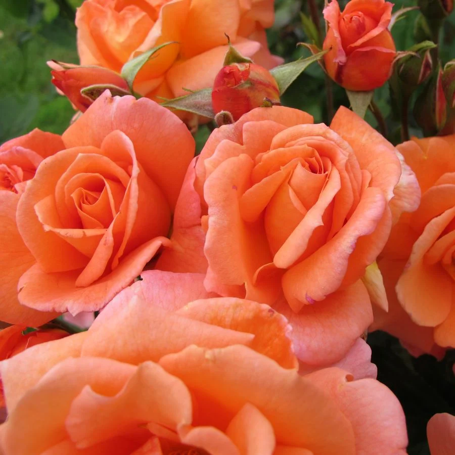 Rosa ‘Lovely Queen’® - Trandafir floribunda, catarator, parfumat