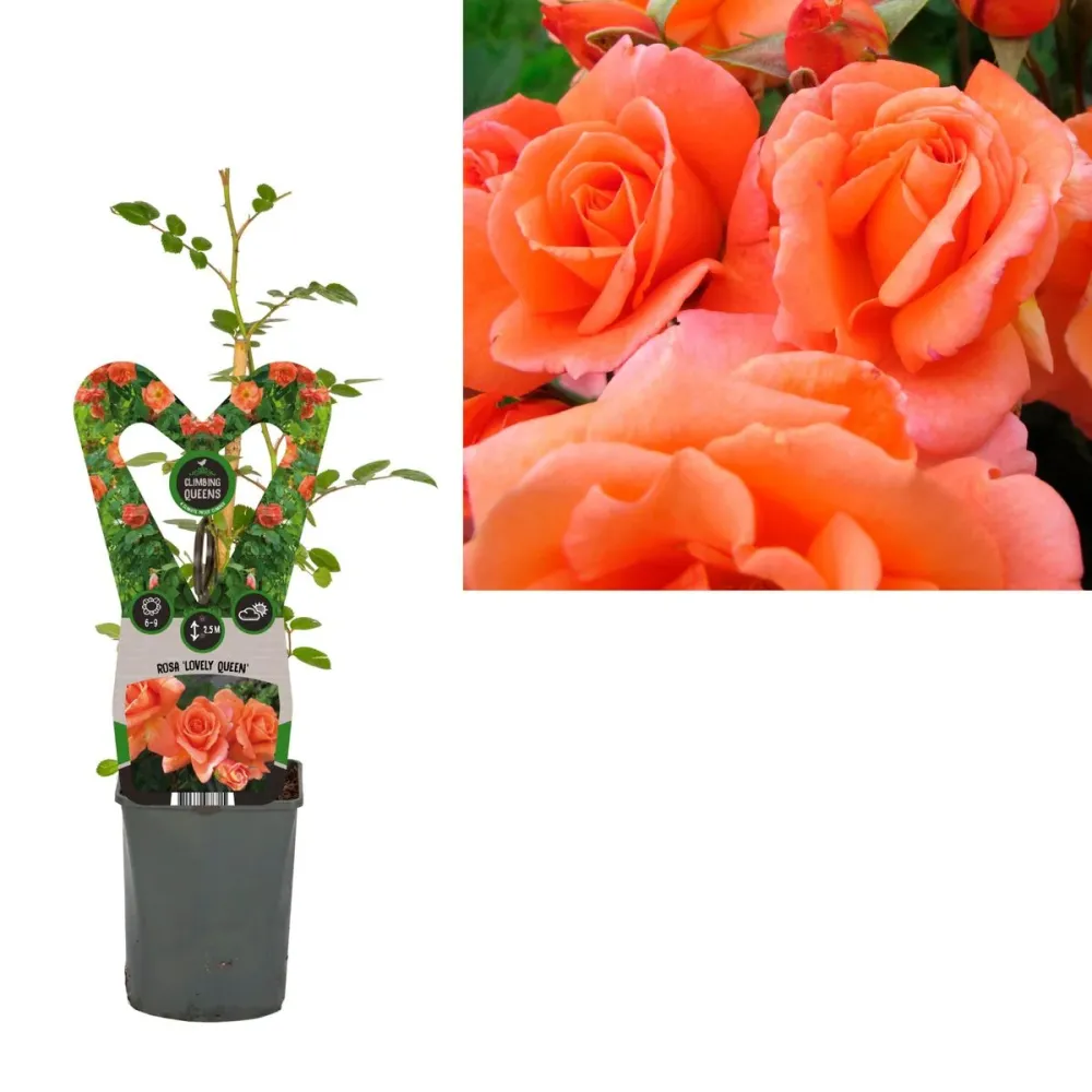 Rosa ‘Lovely Queen’® - Trandafir floribunda, catarator, parfumat