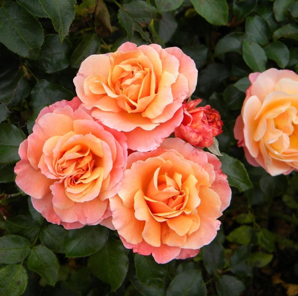 Rosa ‘Marie Curie’® - Trandafir floribunda, infloriri abundente