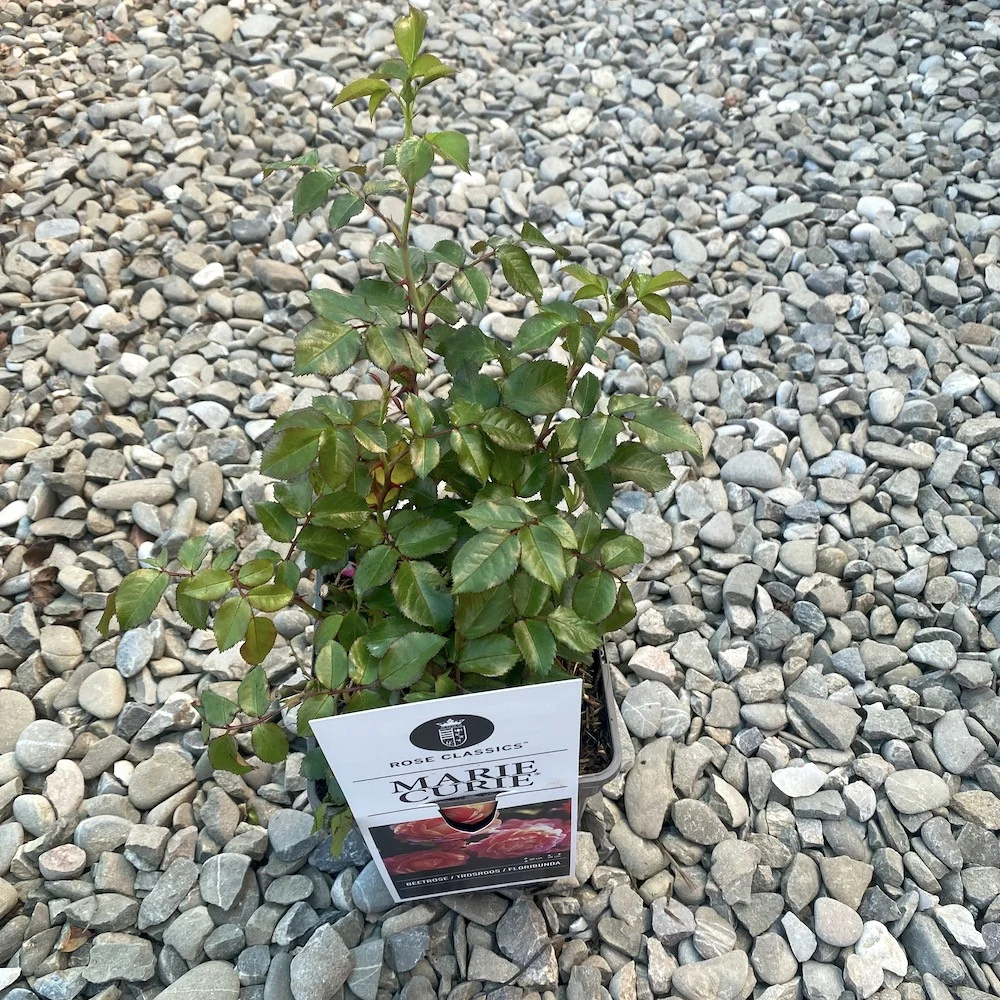 Rosa ‘Marie Curie’® - Trandafir floribunda, infloriri abundente