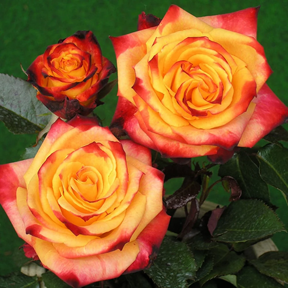 Rosa ‘Mein Munchen’® - Trandafir teahibrid, parfumat