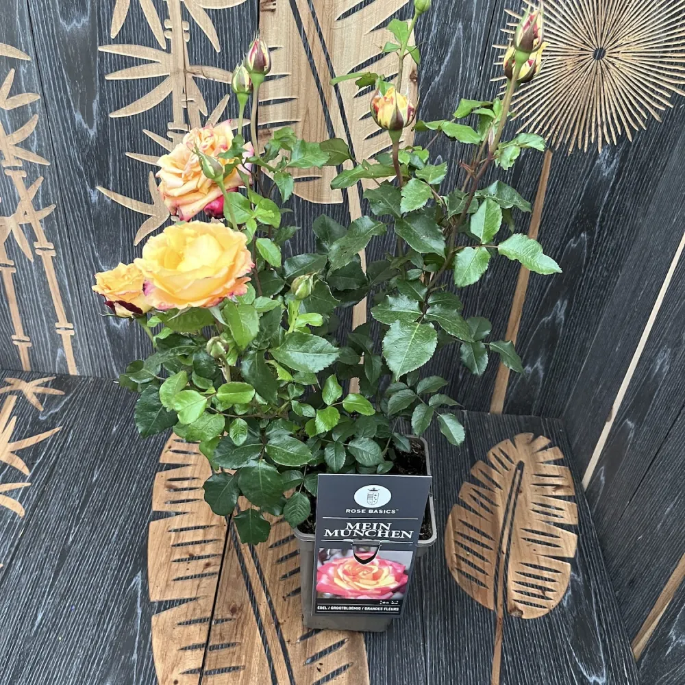 Rosa ‘Mein Munchen’® - Trandafir teahibrid, parfumat