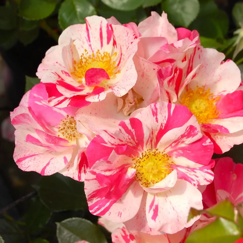 Rosa 'Mind Games'® - Trandafir floribunda, joc de culori
