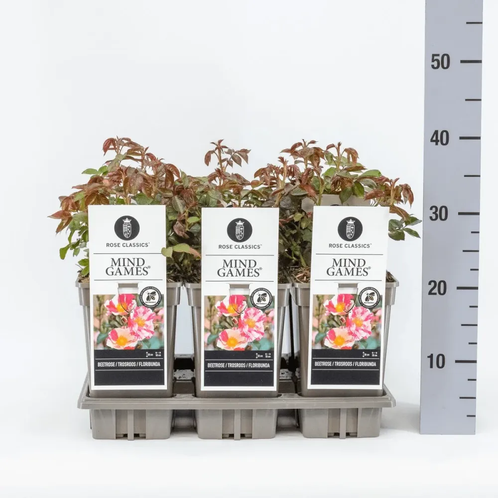 Rosa 'Mind Games'® - Trandafir floribunda, joc de culori