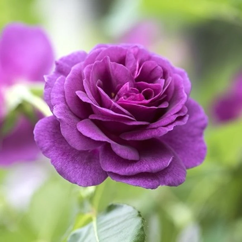 Rosa ‘Minerva’® - Trandafir floribunda, parfumat