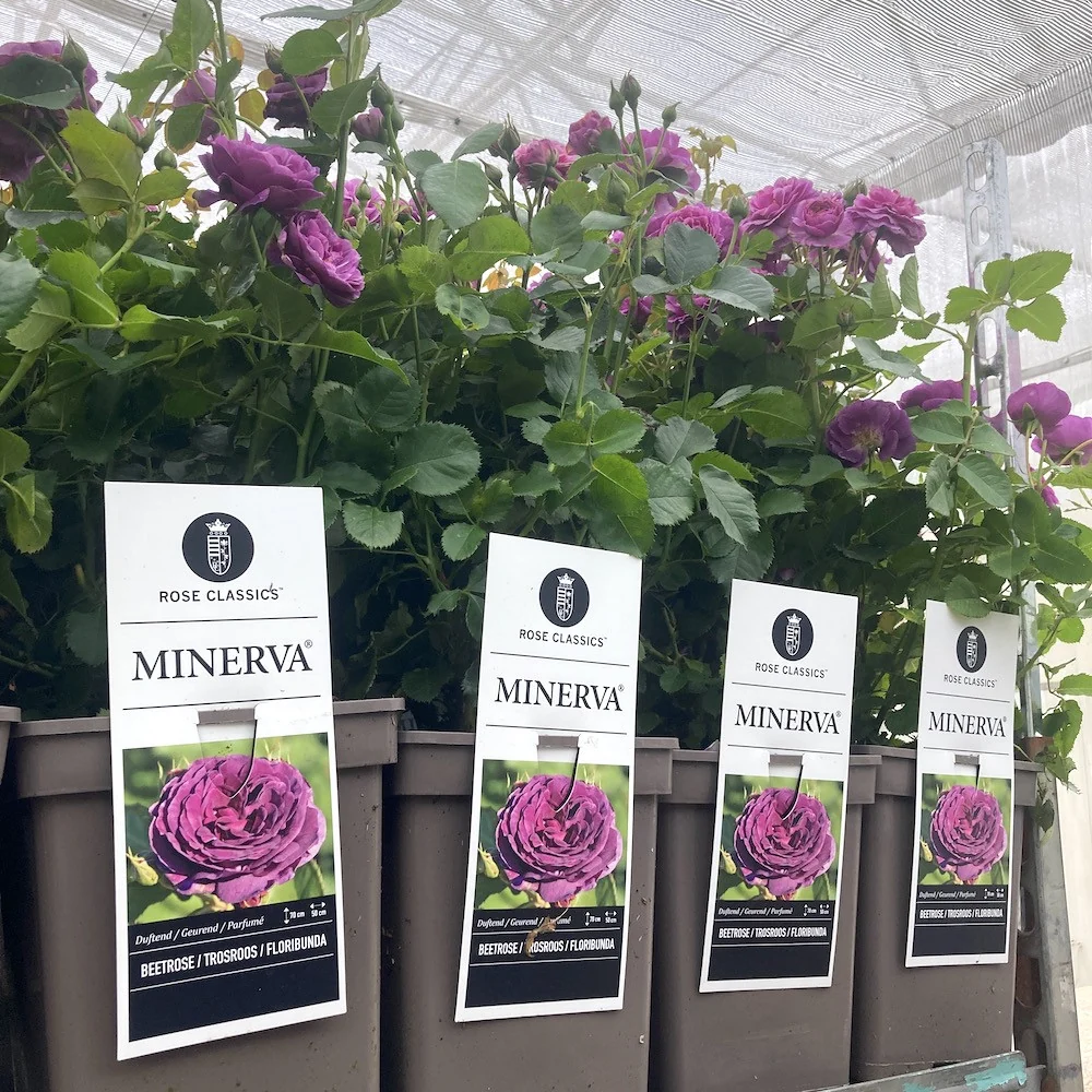 Rosa ‘Minerva’® - Trandafir floribunda, parfumat