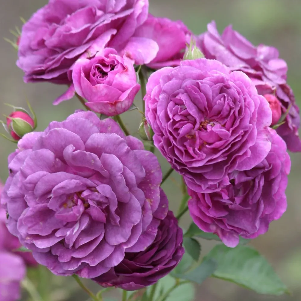 Rosa ‘Minerva’® - Trandafir floribunda, parfumat