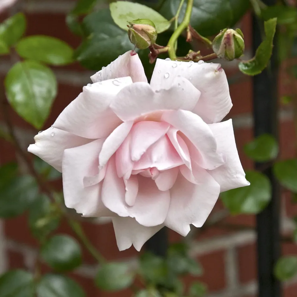 Rosa ‘New dawn’® - Trandafir floribunda, catarator, parfumat (D11cm)