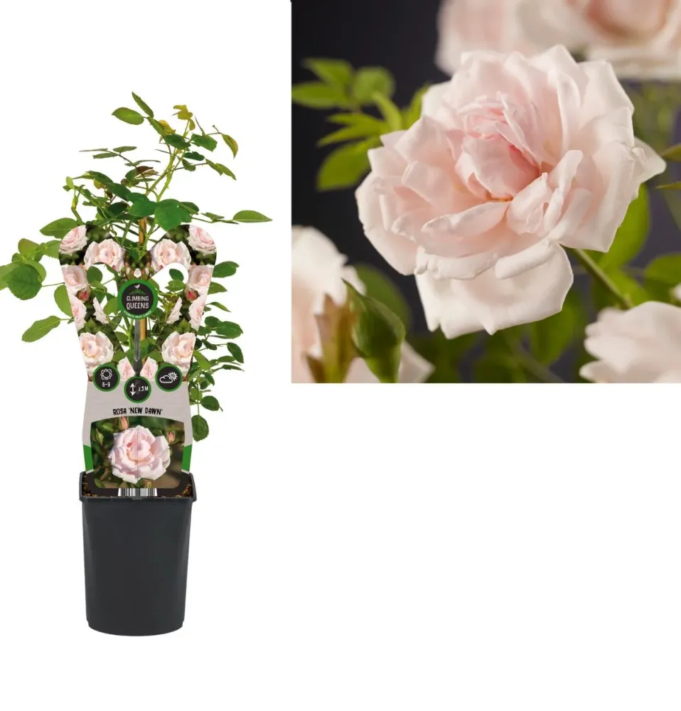 Rosa ‘New dawn’® - Trandafir floribunda, catarator, parfumat (D11cm)