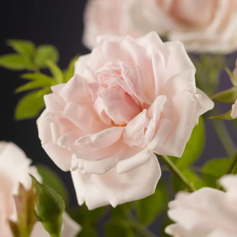 Rosa ‘New dawn’® - Trandafir floribunda, catarator, parfumat (D11cm)