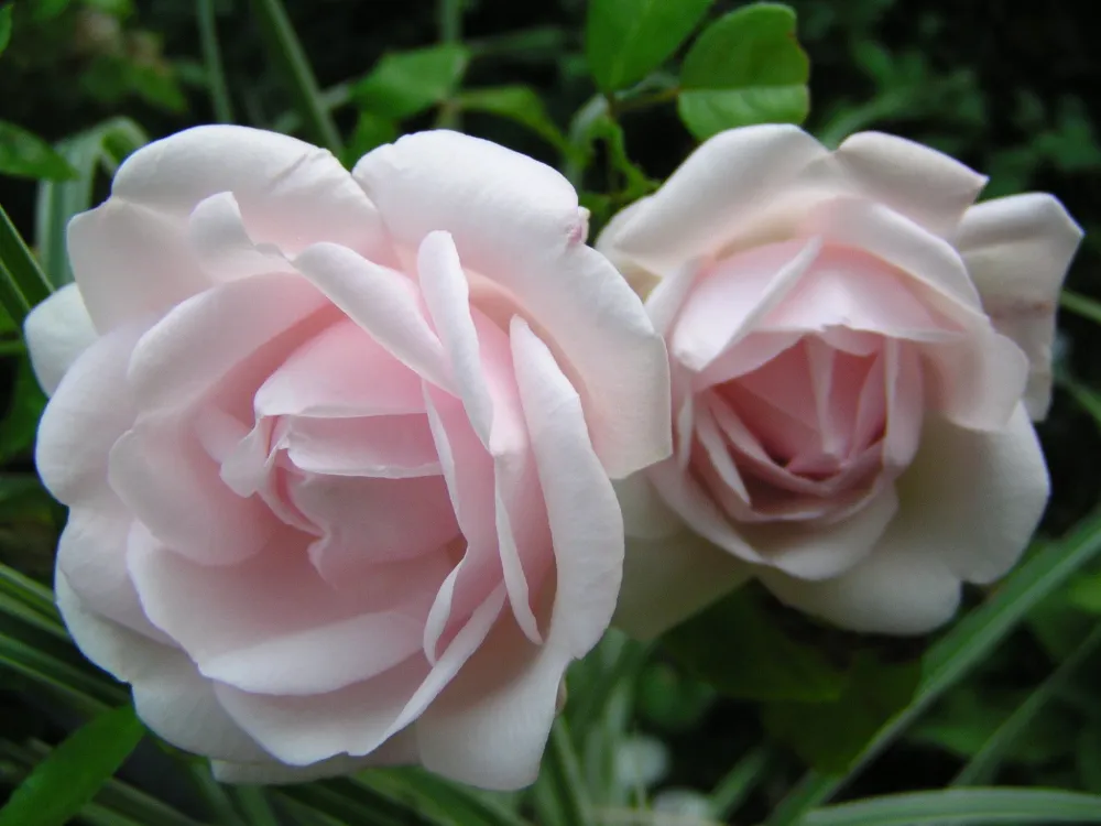 Rosa ‘New dawn’® - Trandafir floribunda, catarator, parfumat (D11cm)