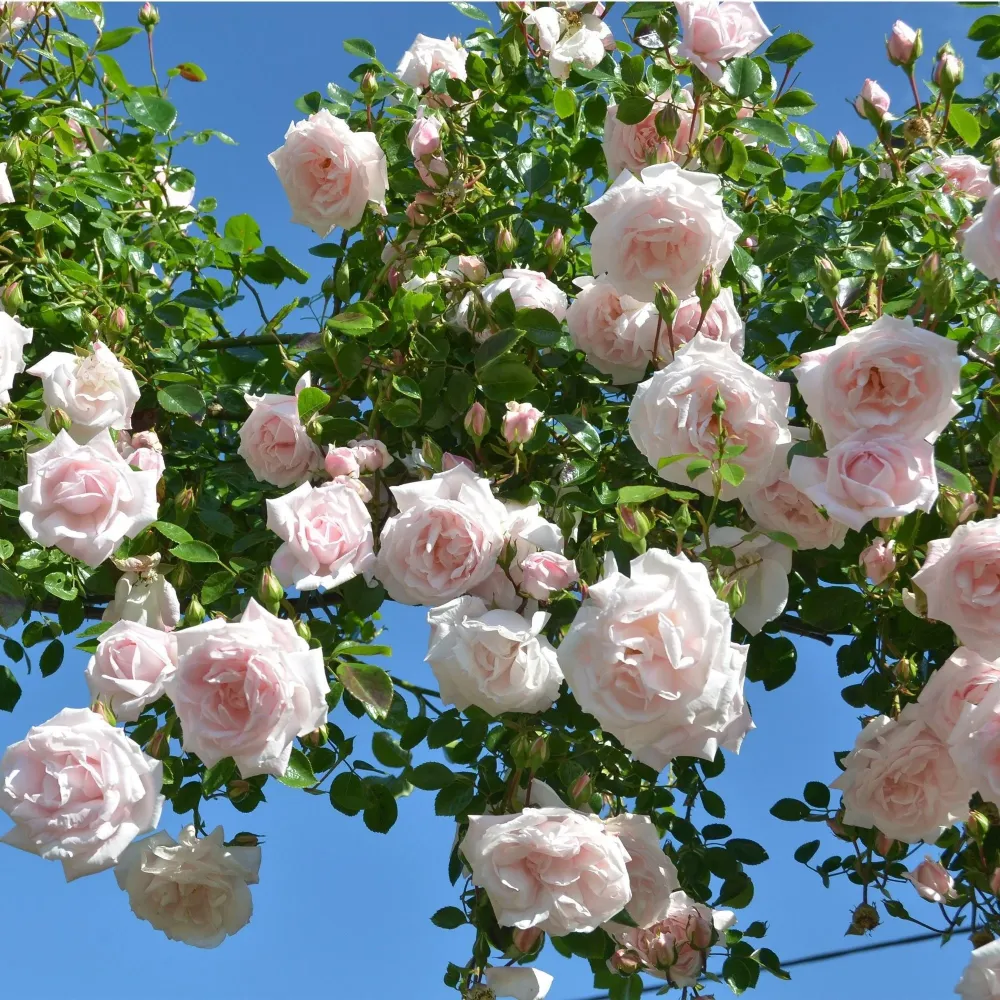 Rosa ‘New dawn’® - Trandafir floribunda, catarator, parfumat (D11cm)