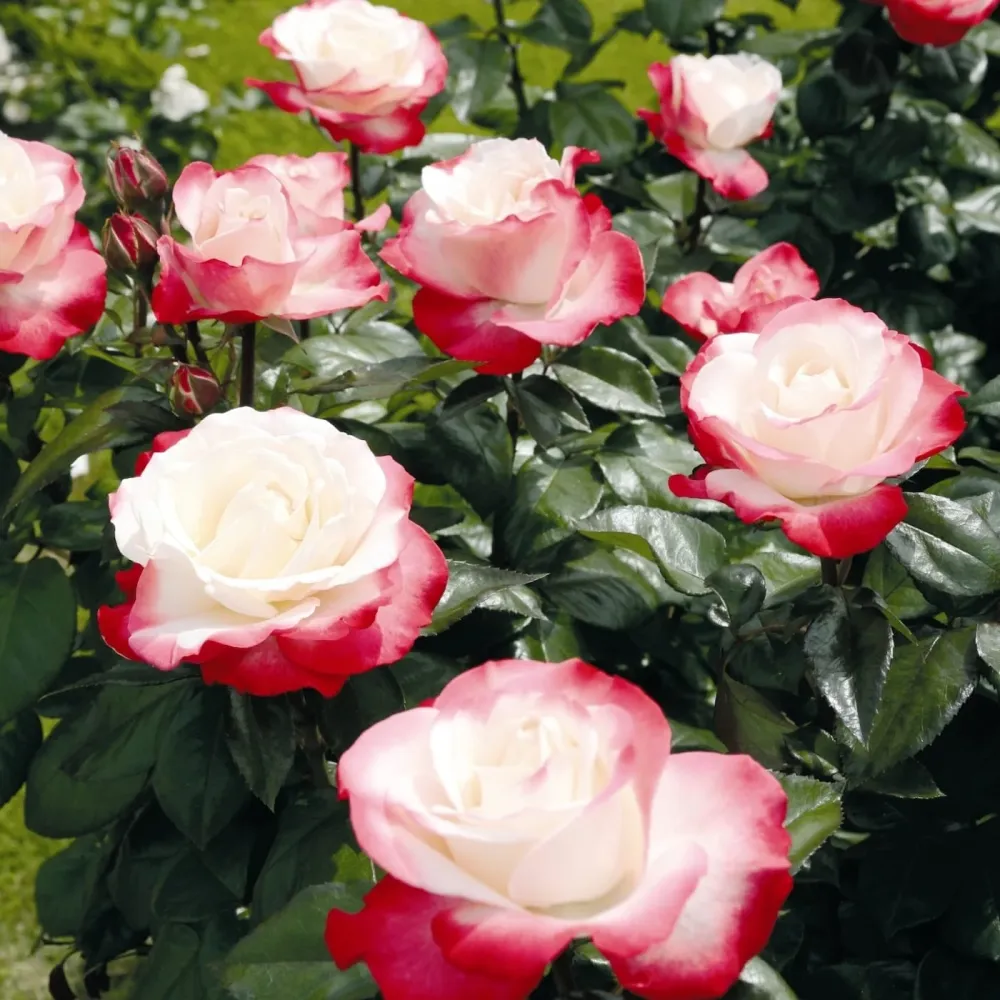 Rosa 'Nostalgie'® - teahibrid clasic, bicolor, parfumat
