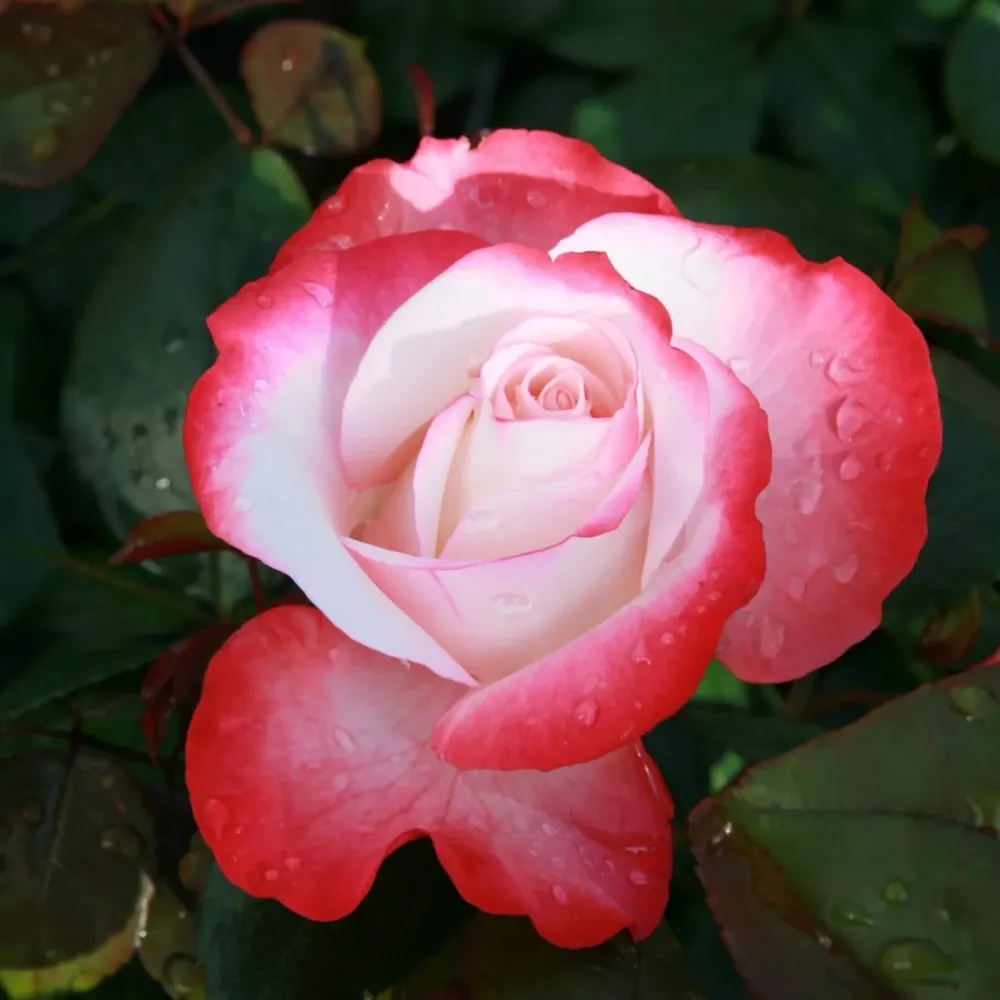 Rosa 'Nostalgie'® - teahibrid clasic, bicolor, parfumat