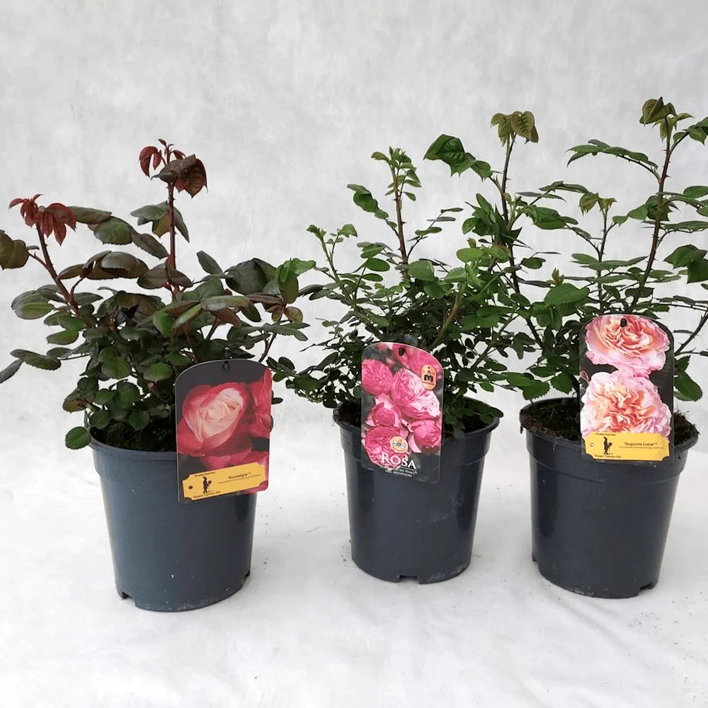 Rosa 'Nostalgie'® - teahibrid clasic, bicolor, parfumat