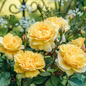 Rosa ‘ Poet's Wife’® - Trandafir englezesc, David Austin