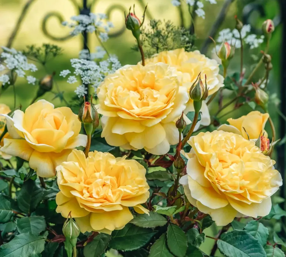 Rosa ‘ Poet's Wife’® - Trandafir englezesc, David Austin