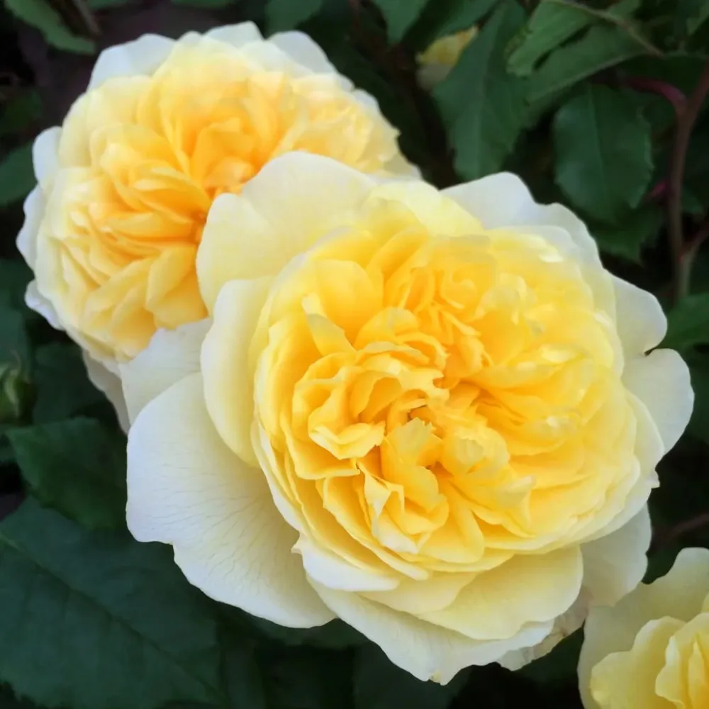 Rosa ‘ Poet's Wife’® - Trandafir englezesc, David Austin