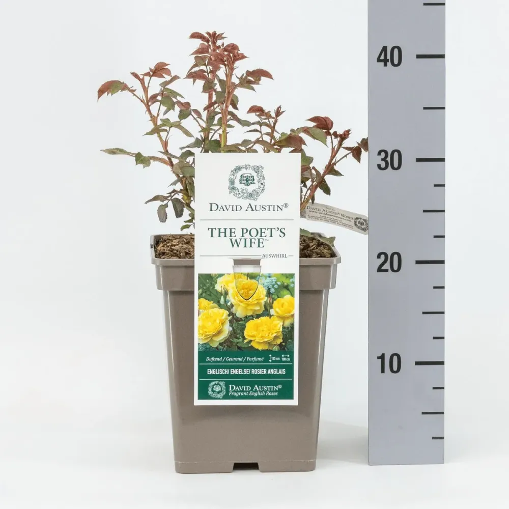 Rosa ‘ Poet's Wife’® - Trandafir englezesc, David Austin
