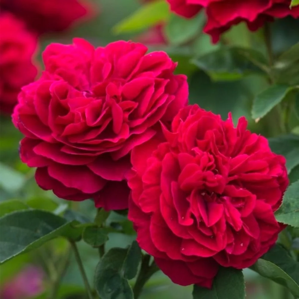 Rosa ‘Romantic Queen’® - Trandafir floribunda, catarator, parfumat