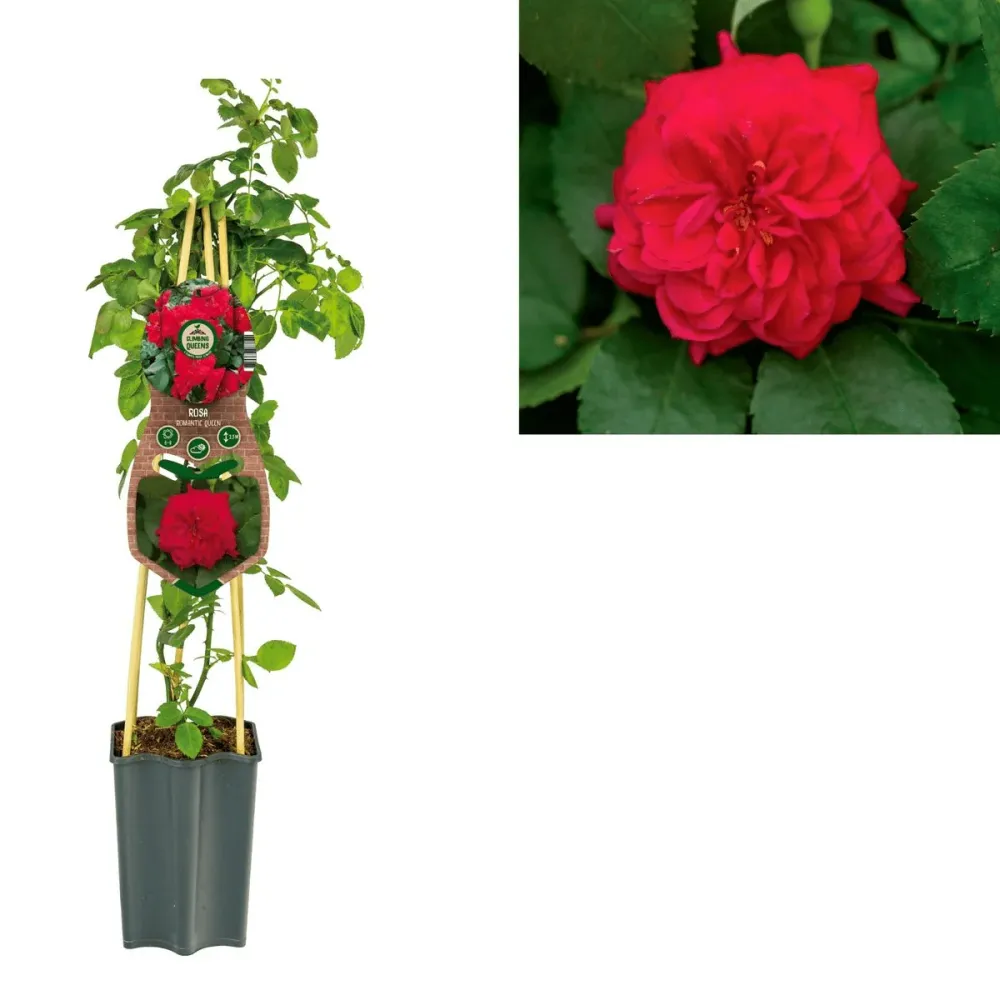 Rosa ‘Romantic Queen’® - Trandafir floribunda, catarator, parfumat