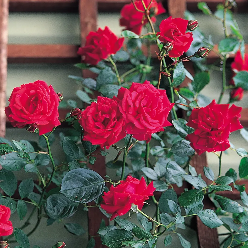 Rosa ‘Royal Queen’® - Trandafir floribunda, catarator, parfumat