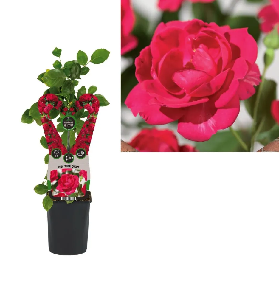 Rosa ‘Royal Queen’® - Trandafir floribunda, catarator, parfumat