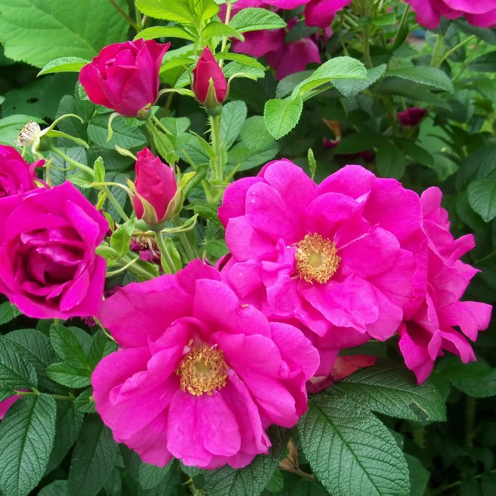 Rosa rugosa 'Rotes Meer' - Trandafir flori foarte parfumate