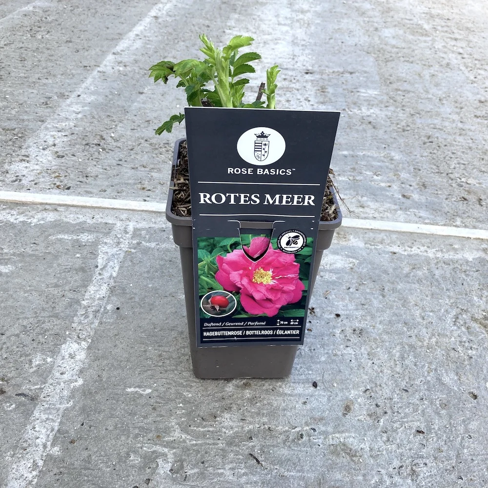 Rosa rugosa 'Rotes Meer' - Trandafir flori foarte parfumate