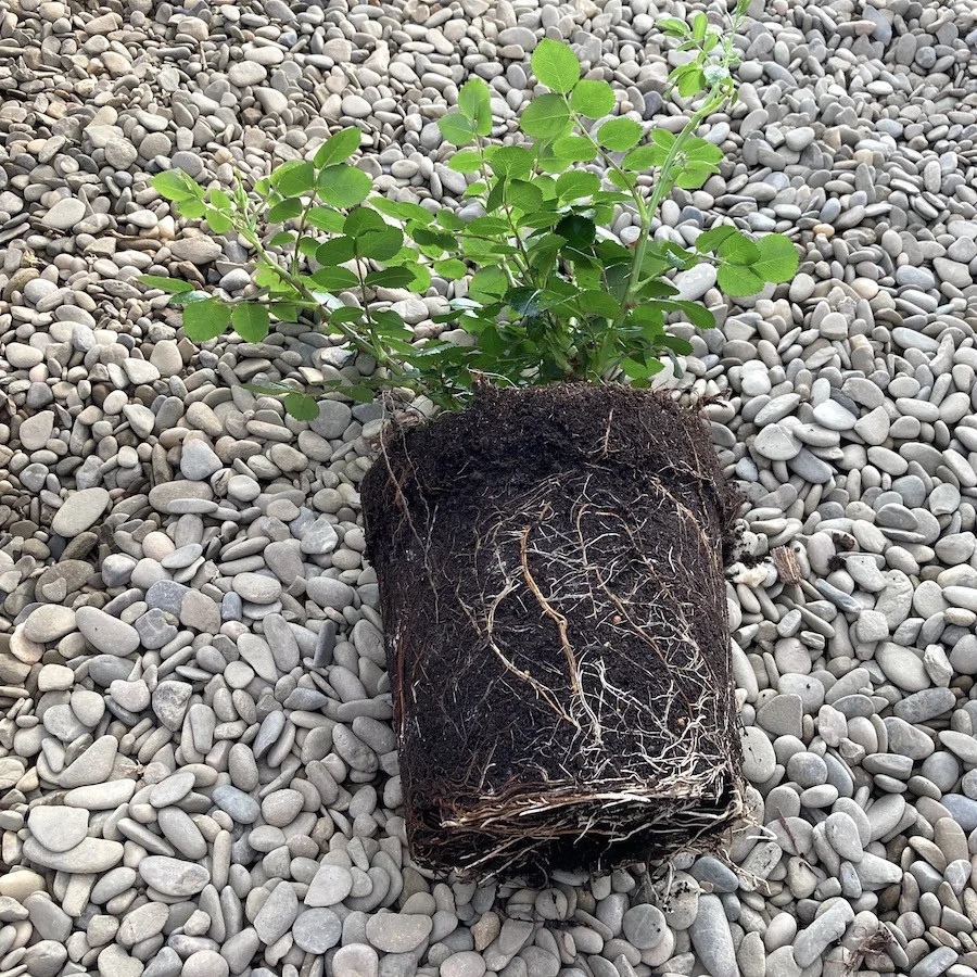 Rosa rugosa 'Rotes Meer' - Trandafir flori foarte parfumate