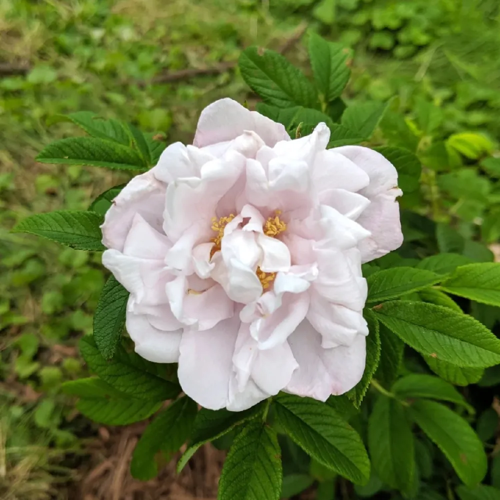 Rosa rugosa 'Schneekoppe' - Trandafir flori foarte parfumate