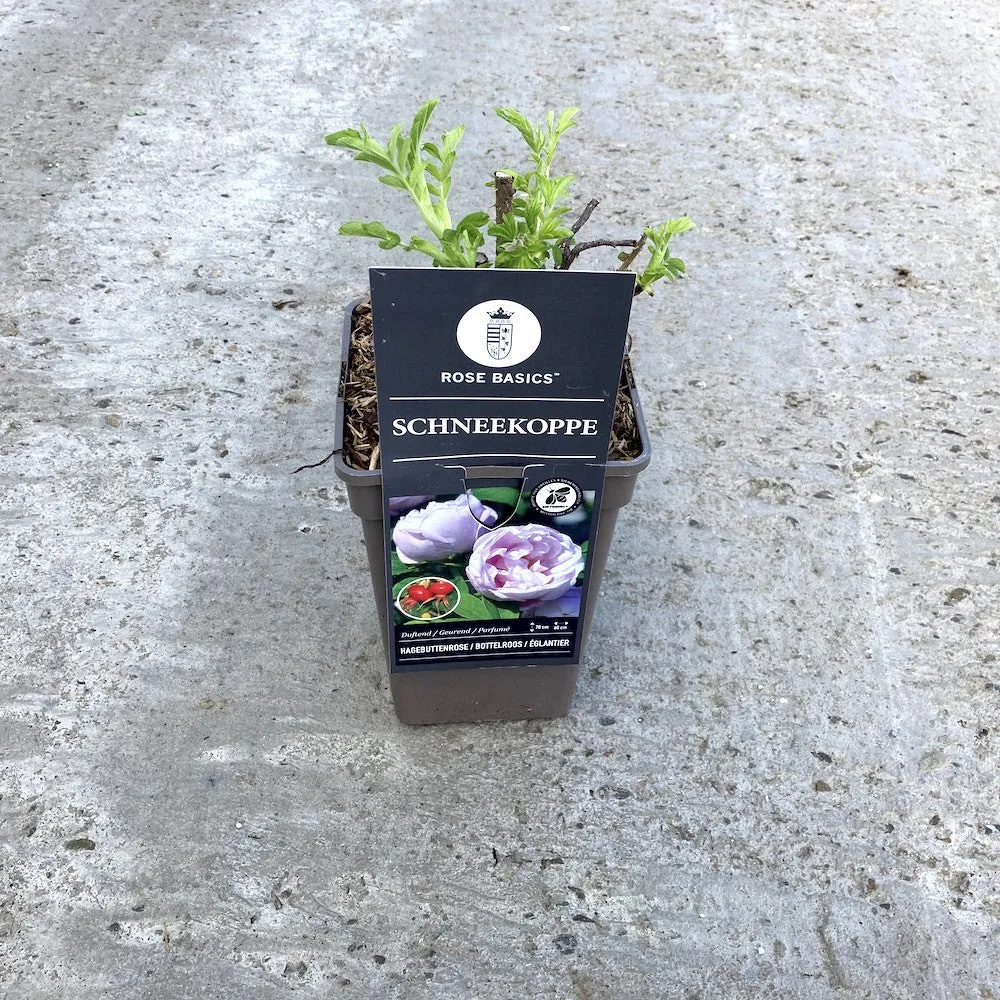 Rosa rugosa 'Schneekoppe' - Trandafir flori foarte parfumate