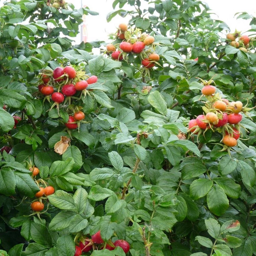 Rosa rugosa 'Schneekoppe' - Trandafir flori foarte parfumate