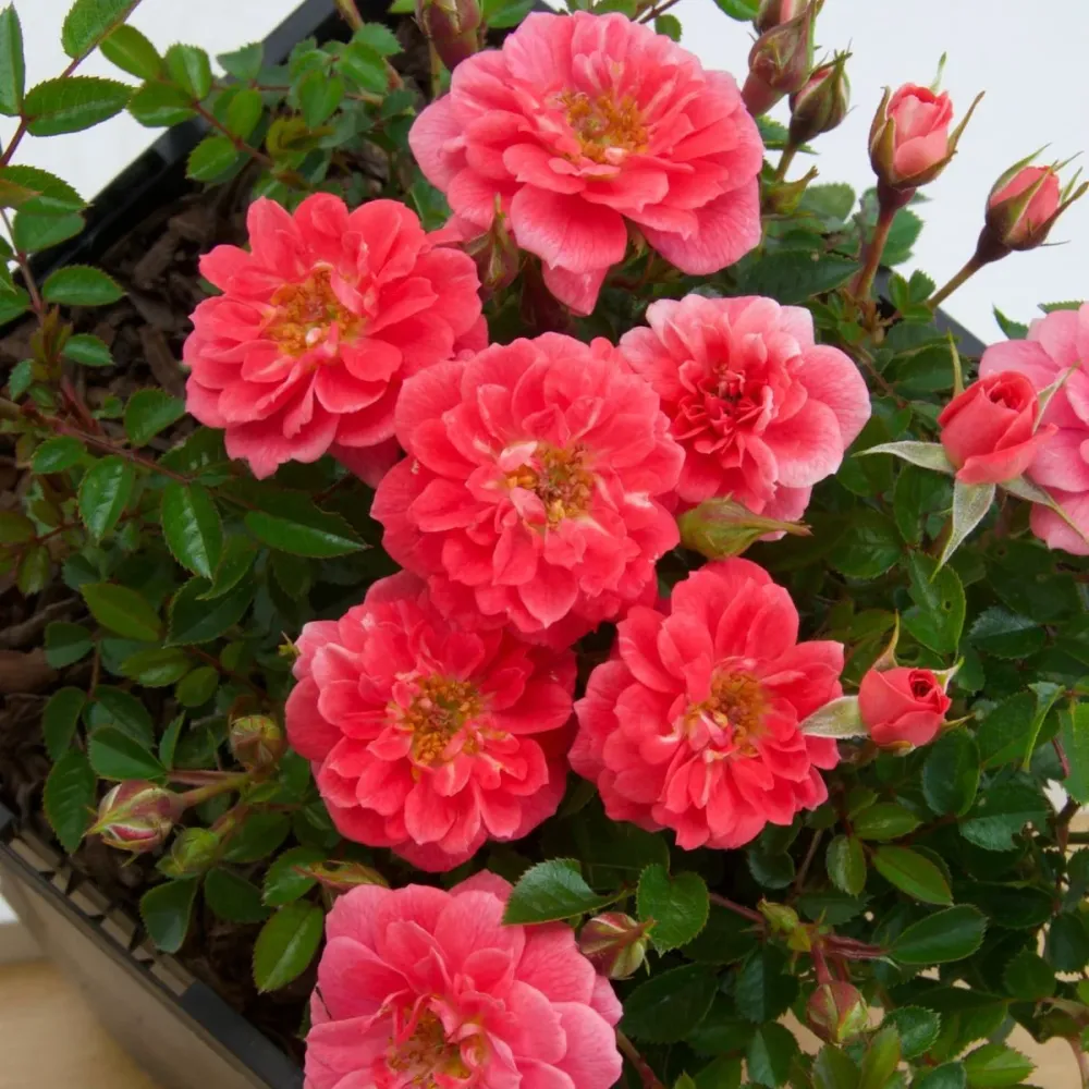 Rosa 'Salmon Queen'® - Trandafir floribunda, catarator, parfumat
