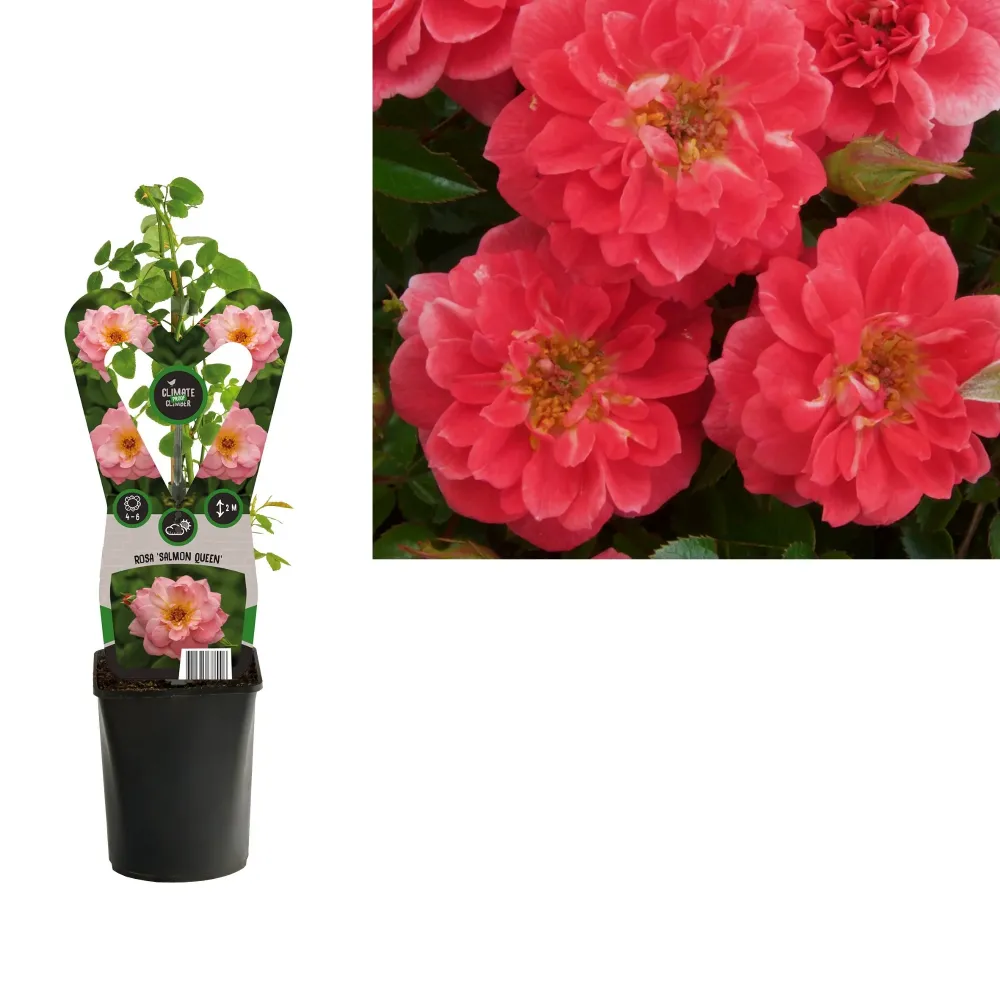 Rosa 'Salmon Queen'® - Trandafir floribunda, catarator, parfumat
