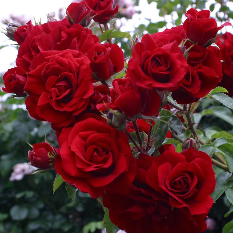 Rosa ‘Santana’® - Trandafir floribunda, catarator, parfumat