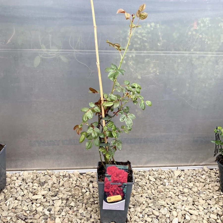 Rosa ‘Santana’® - Trandafir floribunda, catarator, parfumat