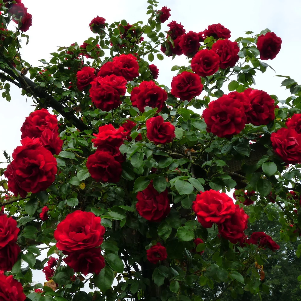 Rosa ‘Santana’® - Trandafir floribunda, catarator, parfumat