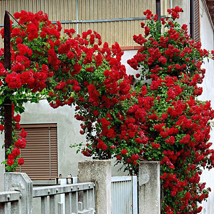 Rosa ‘Santana’® - Trandafir floribunda, catarator, parfumat