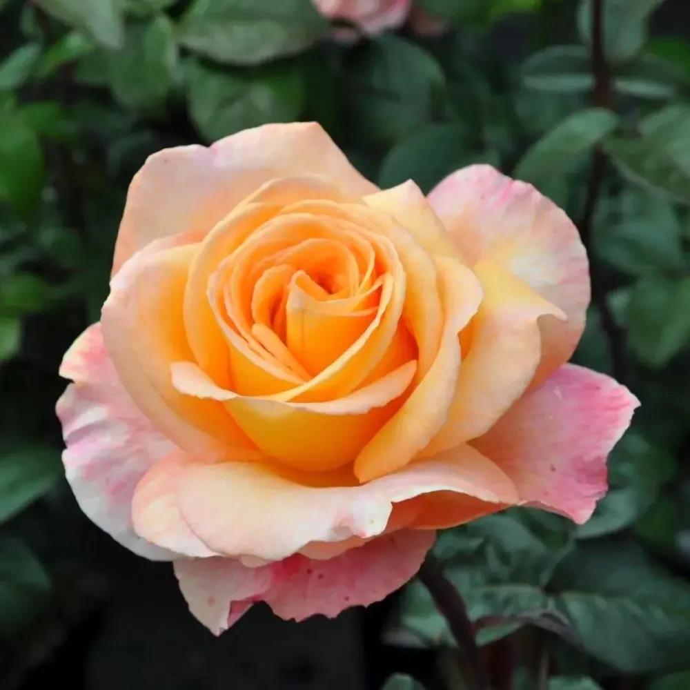 Rosa 'Scented Memory'® - Trandafir teahibrid, puternic parfumat (Parfum de Nature collection)