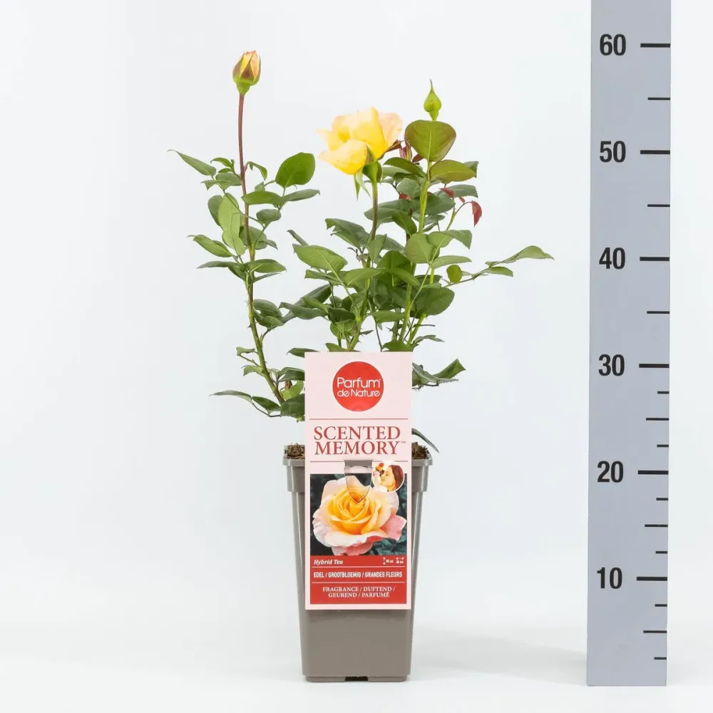 Rosa 'Scented Memory'® - Trandafir teahibrid, puternic parfumat (Parfum de Nature collection)
