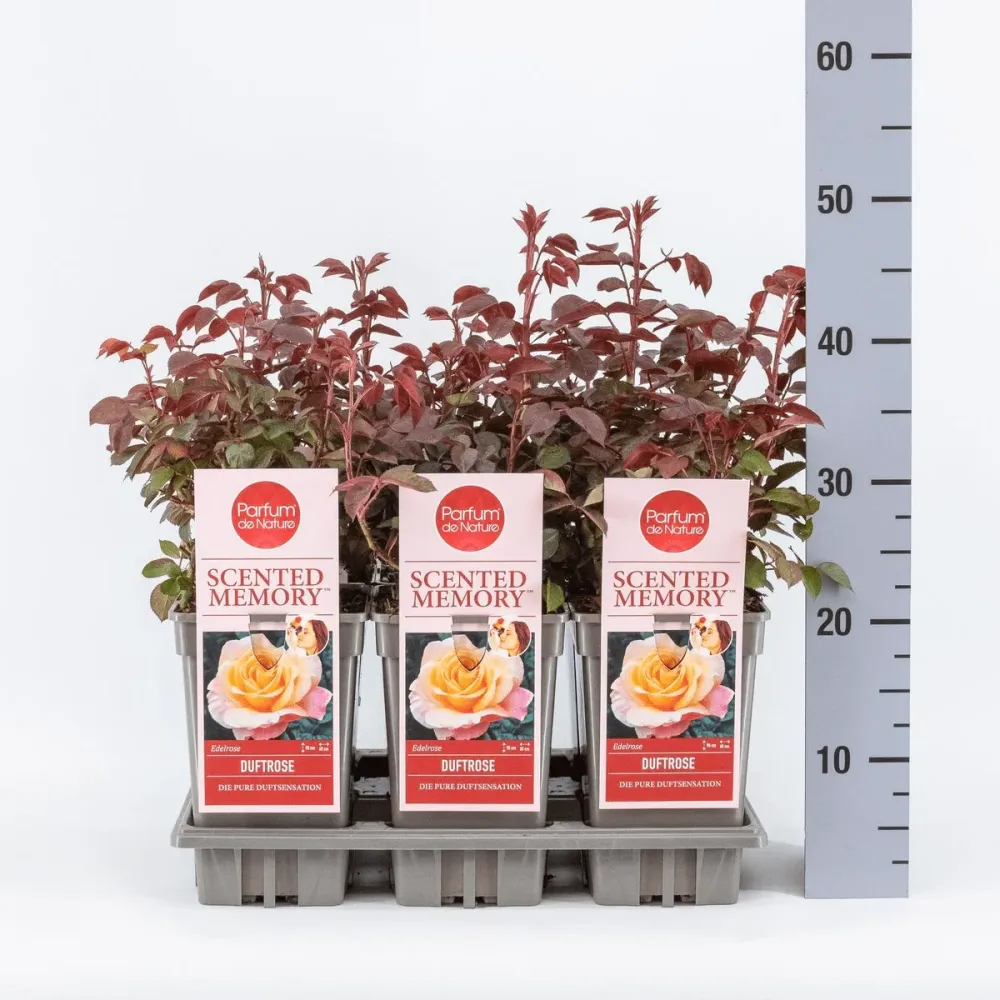 Rosa 'Scented Memory'® - Trandafir teahibrid, puternic parfumat (Parfum de Nature collection)