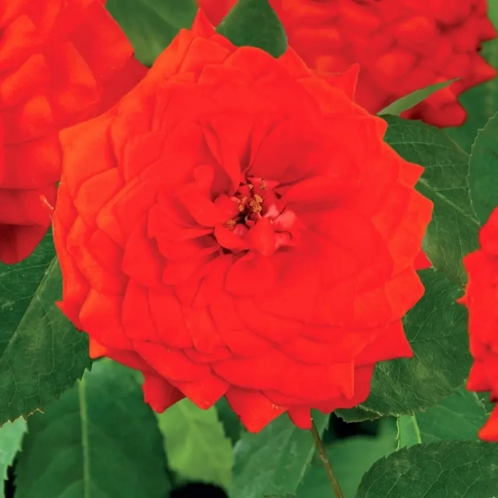 Rosa 'Superb Queen'® - Trandafir floribunda, catarator, parfumat