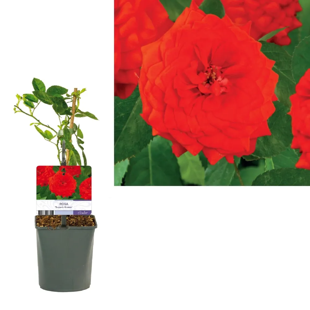 Rosa 'Superb Queen'® - Trandafir floribunda, catarator, parfumat