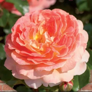 Rosa 'Tropical Queen'® - Trandafir floribunda, catarator, parfumat