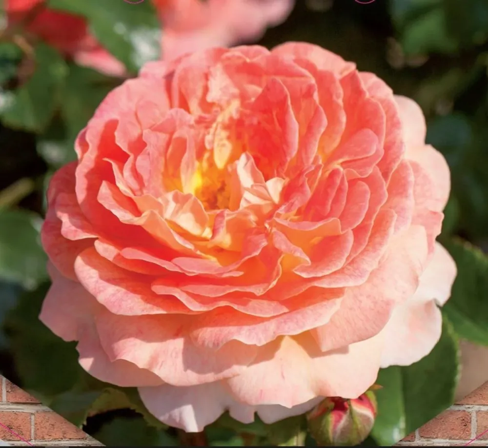 Rosa 'Tropical Queen'® - Trandafir floribunda, catarator, parfumat