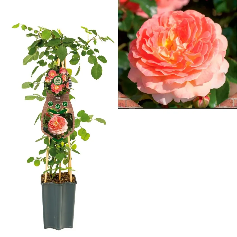 Rosa 'Tropical Queen'® - Trandafir floribunda, catarator, parfumat
