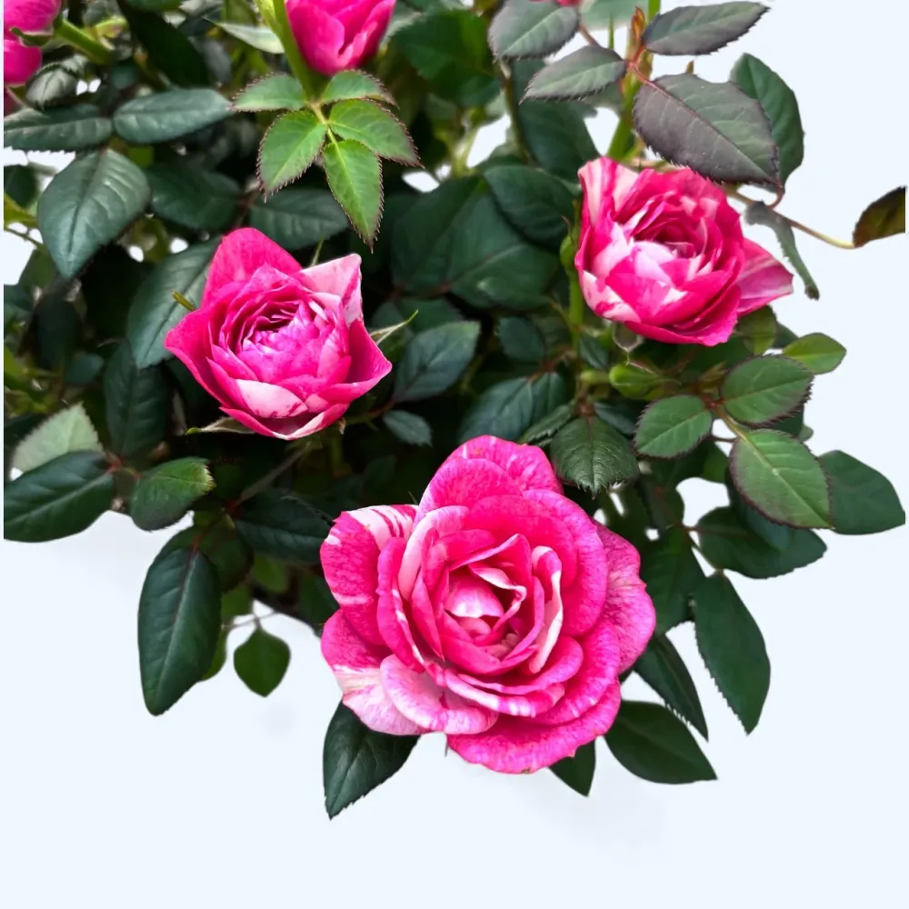 Rosa Twin Colour - trandafiri pitici cu flori bicolore parfumate