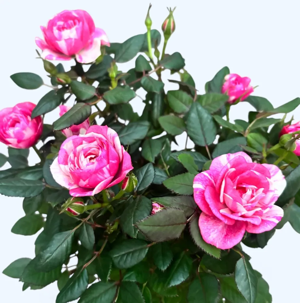 Rosa Twin Colour - trandafiri pitici cu flori bicolore parfumate