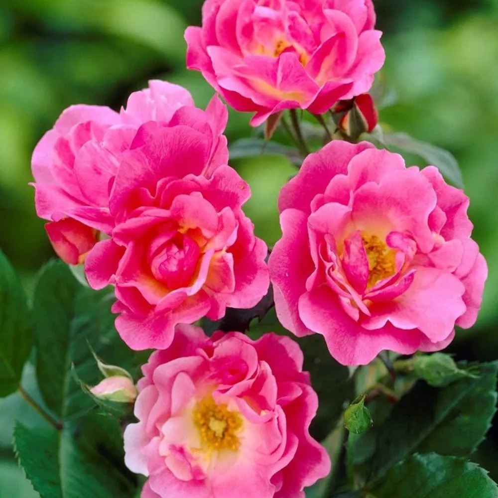 Rosa ‘Ville de Roeulx’® - Trandafir floribunda, infloriri abundente